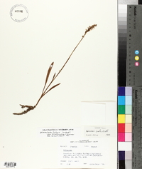 Spiranthes ovalis var. erostellata image