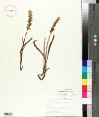 Spiranthes ochroleuca image