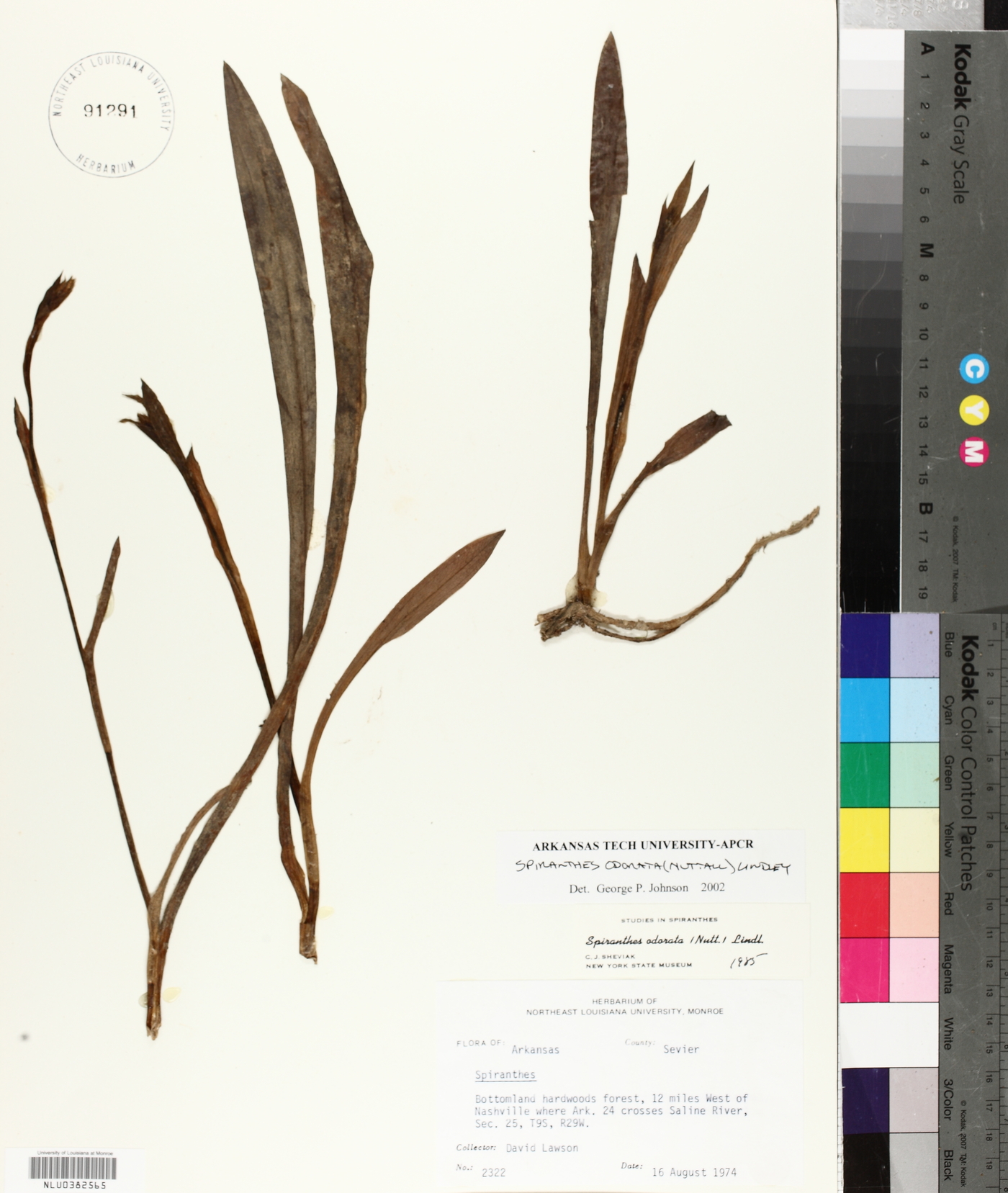 Spiranthes odorata image