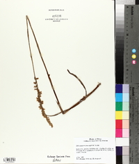 Spiranthes magnicamporum image