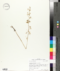 Tipularia discolor image