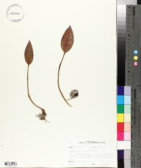 Tipularia discolor image