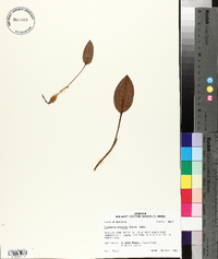 Tipularia discolor image