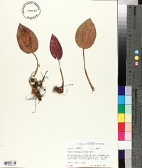 Tipularia discolor image