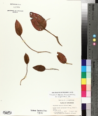 Tipularia discolor image