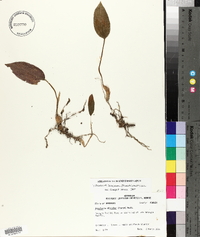 Tipularia discolor image