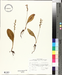 Platanthera obtusata image