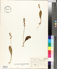 Platanthera obtusata image