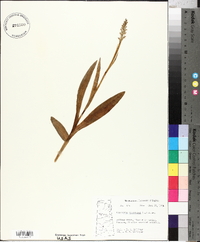 Platanthera hyperborea image