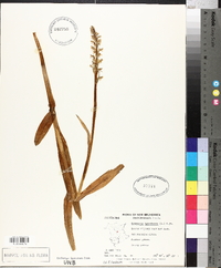 Platanthera hyperborea var. hyperborea image