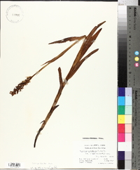 Platanthera huronensis image