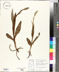 Platanthera hyperborea image