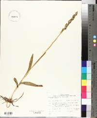 Platanthera hyperborea image