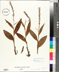 Platanthera flava image