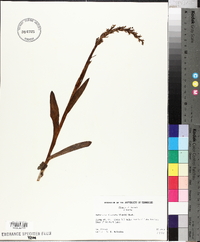 Platanthera dilatata image