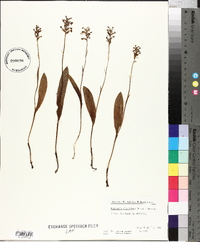 Platanthera clavellata image