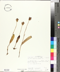 Platanthera clavellata image