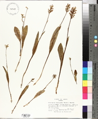 Platanthera clavellata image