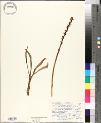 Piperia unalascensis image