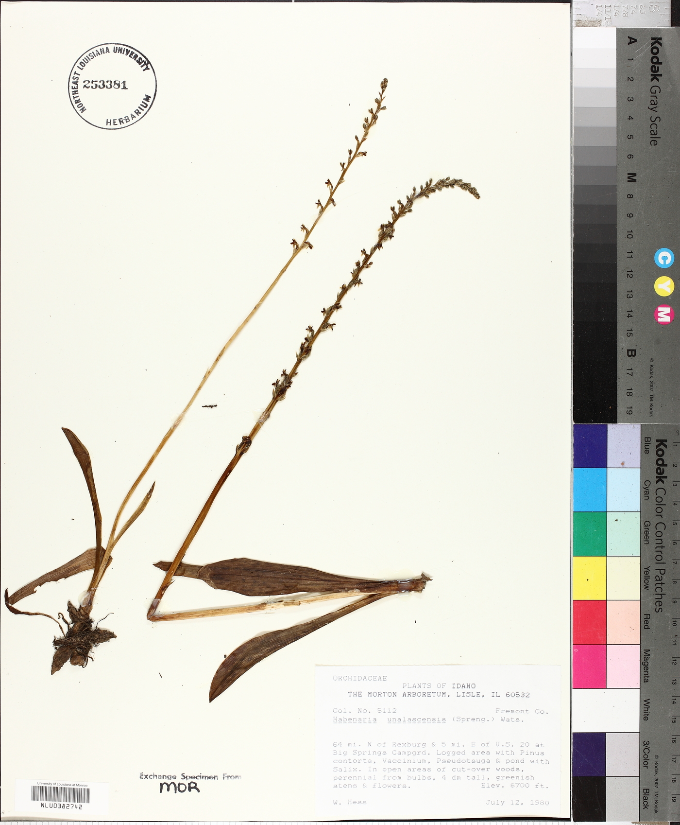 Piperia unalascensis image