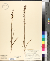 Piperia unalascensis image