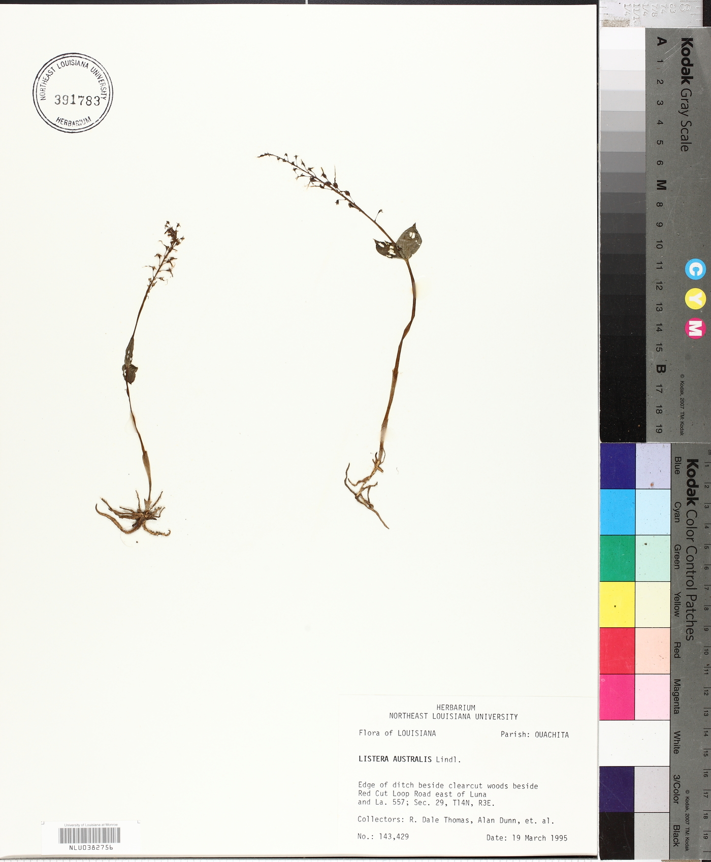 Listera australis image