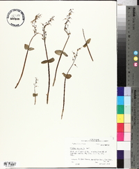 Listera australis image