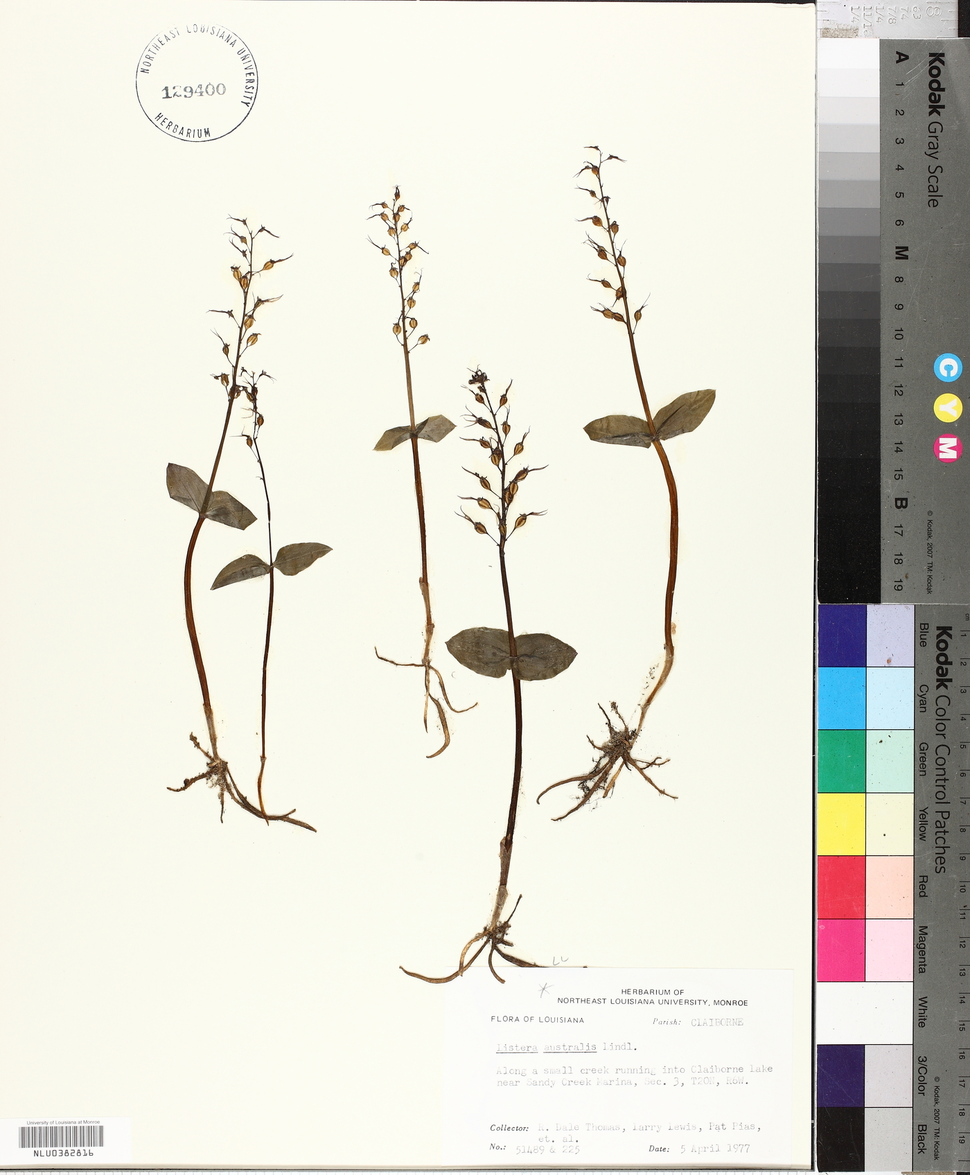 Listera australis image