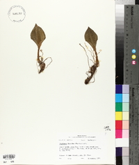 Tipularia discolor image