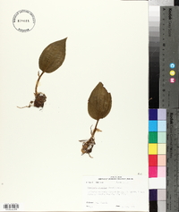 Tipularia discolor image