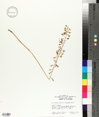 Tipularia discolor image