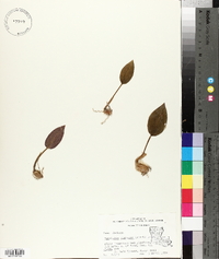 Tipularia discolor image