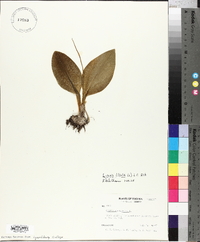 Liparis liliifolia image