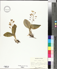 Liparis liliifolia image