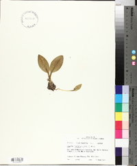 Liparis liliifolia image