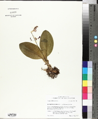 Liparis liliifolia image