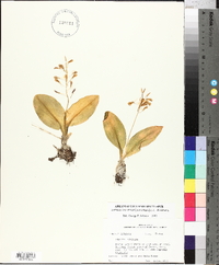 Liparis liliifolia image