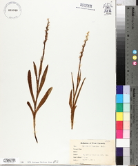 Platanthera hyperborea image