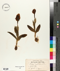 Orchis militaris image