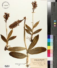 Orchis militaris image
