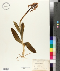 Orchis militaris image