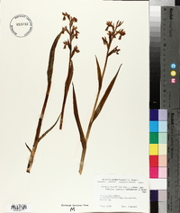 Anacamptis palustris image