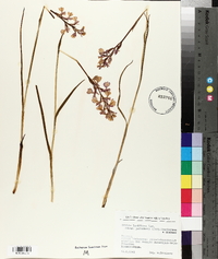 Anacamptis palustris image