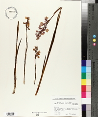 Anacamptis palustris image