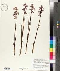 Anacamptis palustris image