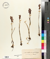 Anacamptis palustris image