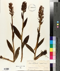 Orchis latifolia image