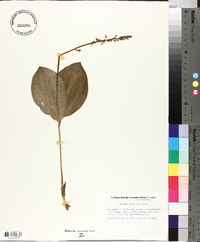 Listera ovata image