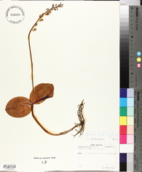 Listera ovata image