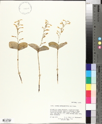 Listera convallarioides image